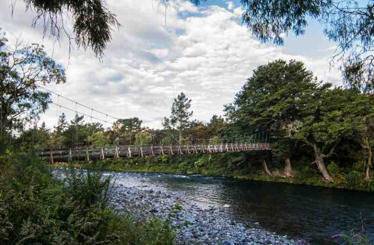 Turangi river trails walking 2 768x504